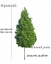 Dąb błotny DUŻE SADZONKI 500-600 cm, obwód pnia 30-34 cm (Quercus palustris)